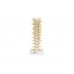 model kręgosłupa piersiowego człowieka - 3b smart anatomy - 1000145 [a73] 3b scientific modele anatomiczne 3